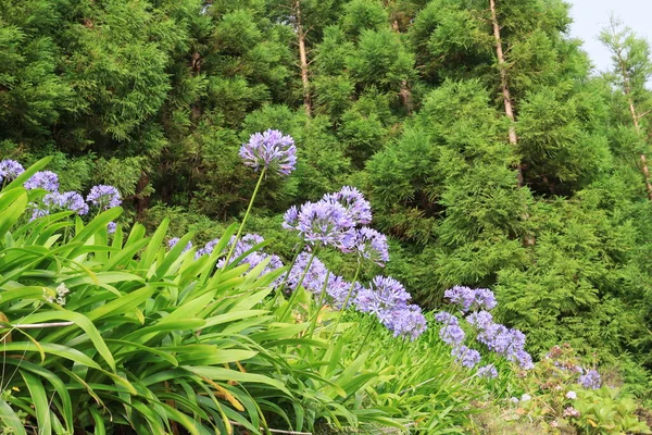 Sao Miguel adasının tipik çiçekleri, Azores. — Stok fotoğraf