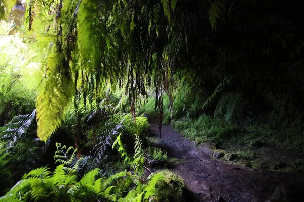 El túnel de Lava Furna De Frei Matias, isla de Pico, Azores — Foto de Stock