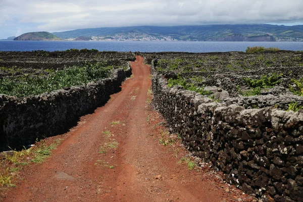 Pico, Unesco ve Azores 'in tipik üzüm bağları.