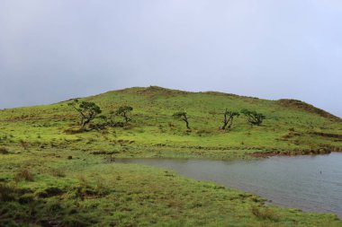 Lagoa Do Capitao, Pico Adası, Azores çevresindeki karakteristik bitki örtüsü.