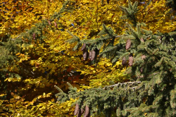 Cores de outono no planalto de Asiago, Veneto, Itália — Fotografia de Stock