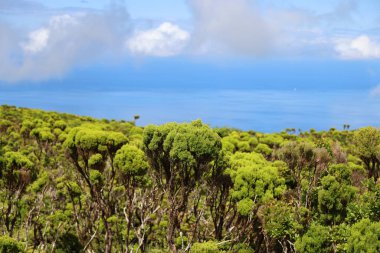 Tipik manzara, Sao Jorge Adası, Azores