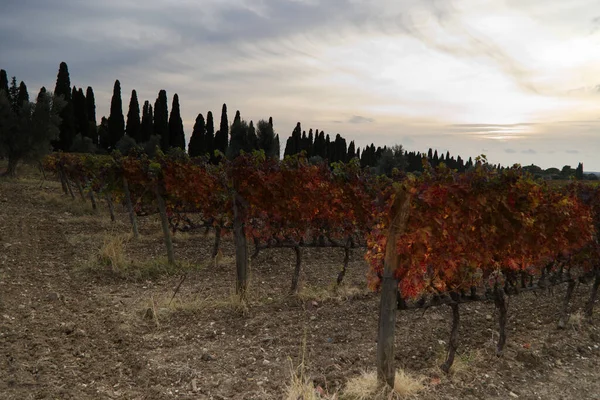 Bolgheris vingårdar på hösten vid solnedgången, Toscana — Stockfoto