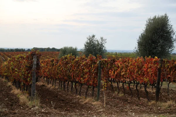 Winnice Bolgheri jesienią o zachodzie słońca, Toskania — Zdjęcie stockowe