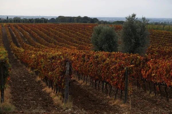 Winnice Bolgheri jesienią o zachodzie słońca, Toskania — Zdjęcie stockowe