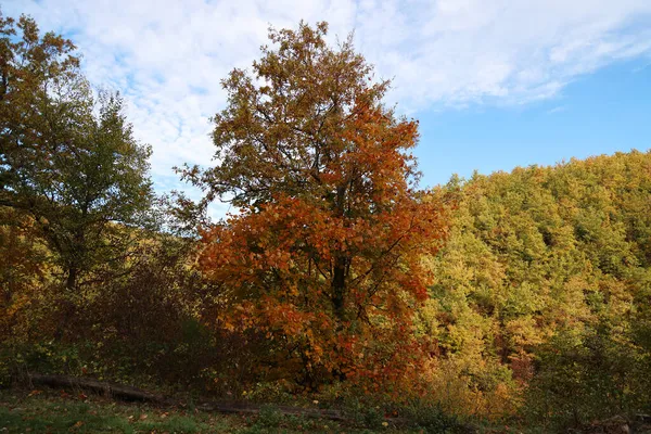Herbstfarben im Casentino, Toskana — Stockfoto