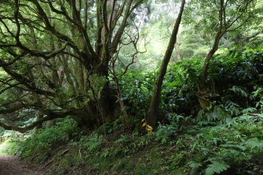 Grena Ormanı, Sao Miguel Adası, Azores