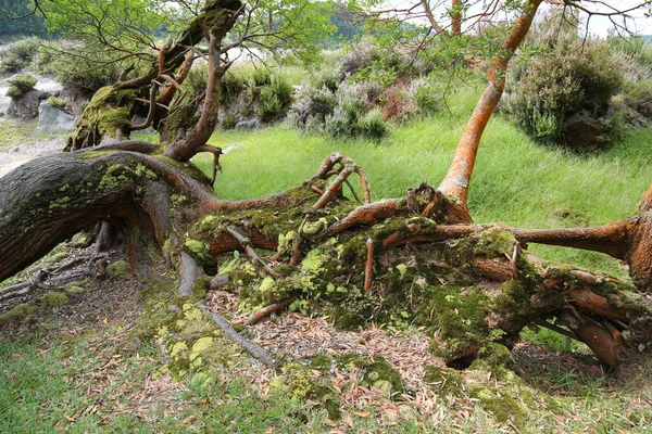 A floresta de Grena, ilha de São Miguel, Açores — Fotografia de Stock