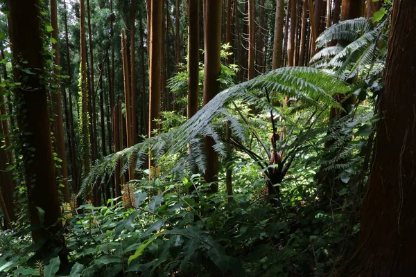 El bosque de Grena, Isla de Sao Miguel, Azores — Foto de Stock