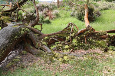 Grena Ormanı, Sao Miguel Adası, Azores