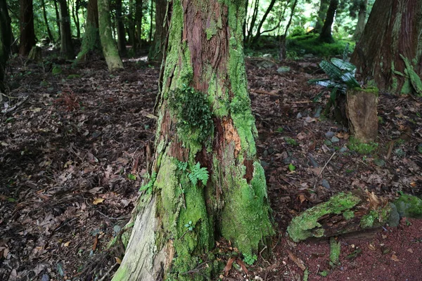 Skogen Grena, Sao Miguel ön, Azorerna — Stockfoto