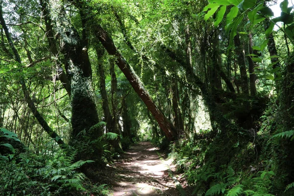 A floresta de Grena, ilha de São Miguel, Açores — Fotografia de Stock
