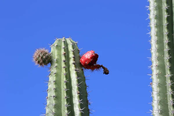 Cacto no deserto de Tatacoa, Colômbia — Fotografia de Stock