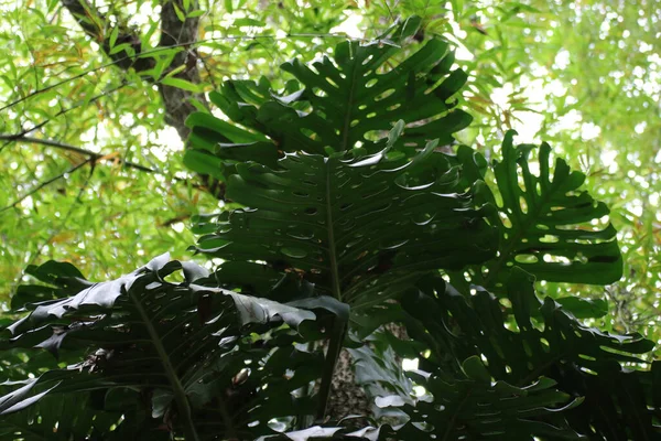 Tropiska växtarter i den arkeologiska parken San Agustin, Colombia — Stockfoto