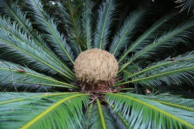 Jose Do Canto Botanik Bahçesi, Ponta Delgada, Azores