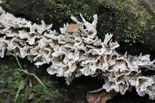 哥伦比亚圣奥古斯丁森林的蘑菇 — 图库照片