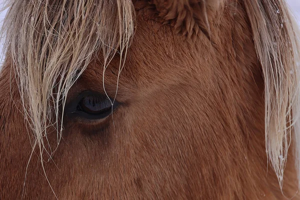 Cavallo islandese nella campagna innevata, Islanda — Foto Stock
