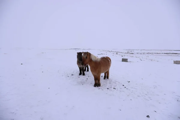 Cavalli islandesi nella campagna innevata, Islanda — Foto Stock