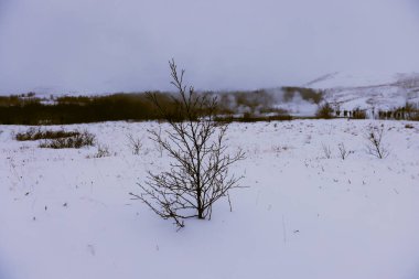 Soğuk İzlanda kışında çalılar, İzlanda