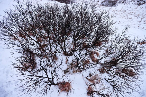 Heesters in de koude IJslandse winter, IJsland — Stockfoto
