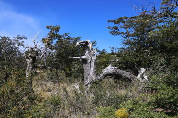 Characteristic landscape in the Torres del Paine Park, Chile — Stok fotoğraf