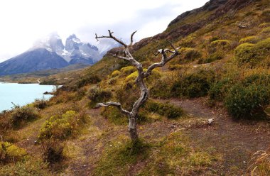 Lago Pehoe, Şili 'nin turkuazıyla Torres del Paine NP' nin manzarası
