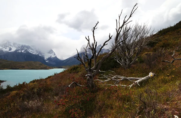 Krajina Torres del Paine NP s tyrkysem Lago Pehoe, Chile — Stock fotografie