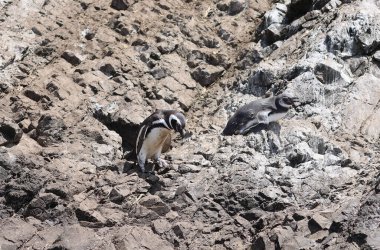 Şili 'nin Chiloe adasının kıyısındaki Macellan penguenleri