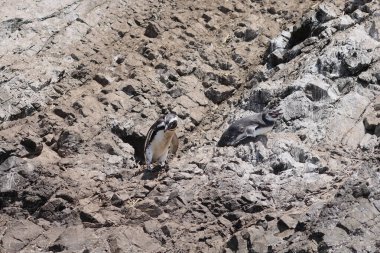 Şili 'nin Chiloe adasının kıyısındaki Macellan penguenleri