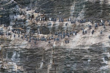 Şili, Seno de Ultima Esperanza 'daki Karabataklar Kolonisi