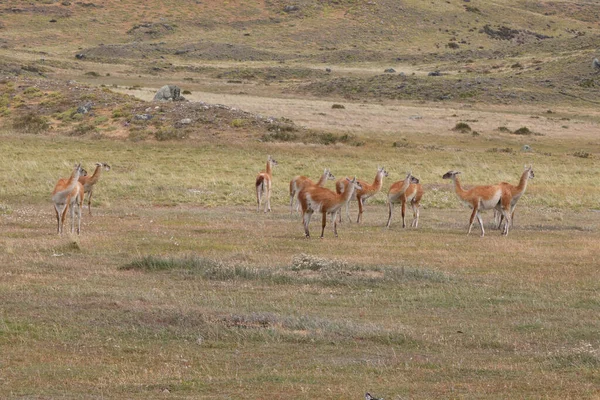 Dzikie zwierzęta w Torres del Paine National Park, Chile — Zdjęcie stockowe