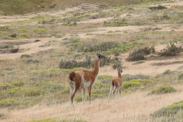 Guanacos στο Torres del Paine εθνικό πάρκο, Χιλή — Φωτογραφία Αρχείου