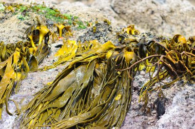 Deniz yosunları Dev Kelp, Punihuil, Chiloe Adası, Şili