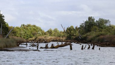 Chepu Suken Ormanı, Chiloe, Şili