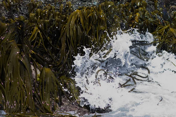 Algen Riesen-Kelp, Punihuil, Chiloe Island, Chile — Stockfoto