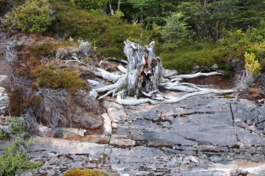 Eski ağaç gövdesi, Patagonya, Şili