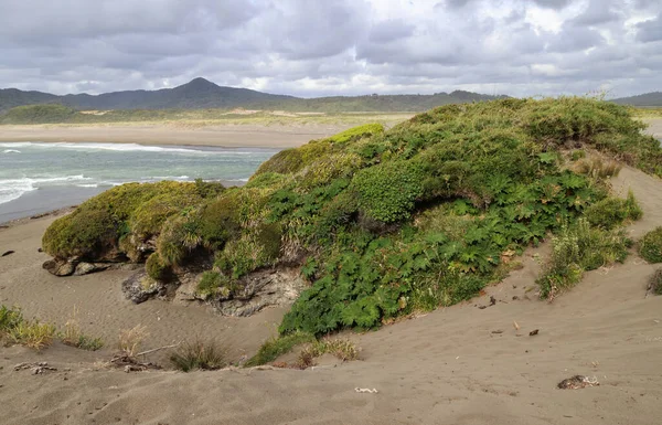 Η ακτή κοντά στις εκβολές του Rio Chepu στο νησί Chiloe. Χιλή — Φωτογραφία Αρχείου