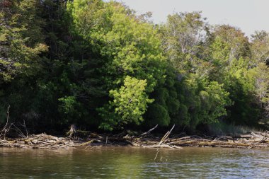 Şili 'nin Chiloe adasındaki Rio Chepu kıyısında.