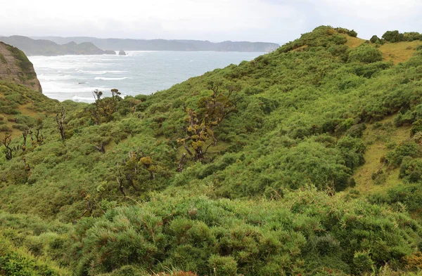 La vegetación silvestre de la isla de Chiloé, Chile — Foto de Stock