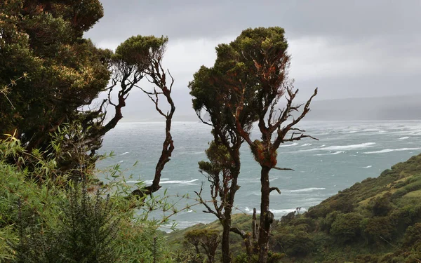 La vegetación típica de la isla de Chiloé, Chile — Foto de Stock