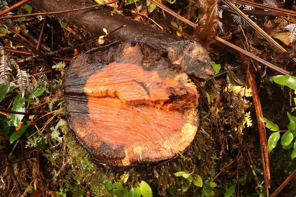 Κόκκινο ξύλο στο Εθνικό Πάρκο Alerce Andino, Χιλή — Φωτογραφία Αρχείου