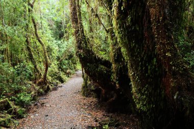 Alerce Andino Ulusal Parkı Ormanı, Şili