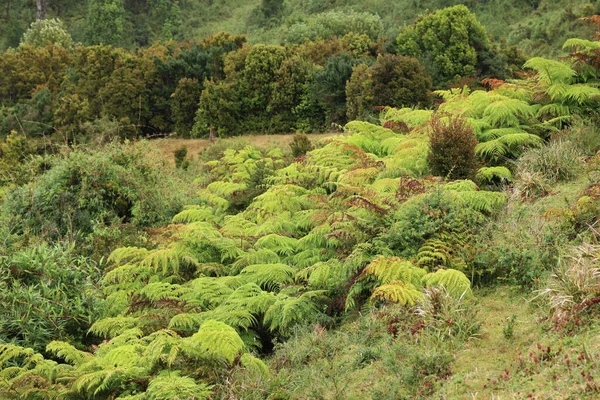 La vegetación típica de la isla de Chiloé, Chile — Foto de Stock