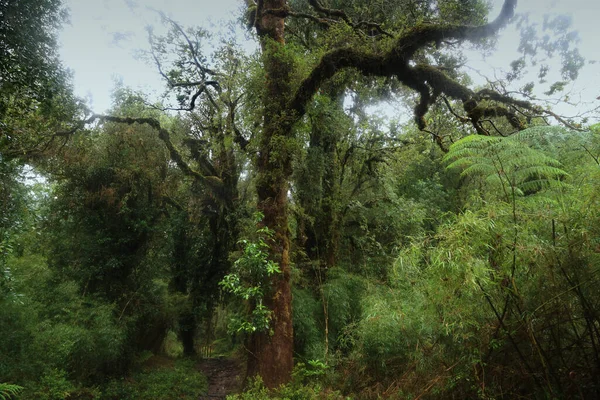 A floresta do Parque Nacional Alerce Andino, Chile — Fotografia de Stock