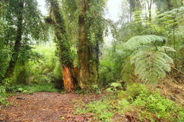 Alerce Andino Ulusal Parkı Ormanı, Şili