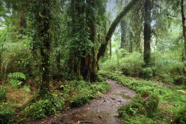 Alerce Andino Ulusal Parkı Ormanı, Şili — Stok fotoğraf