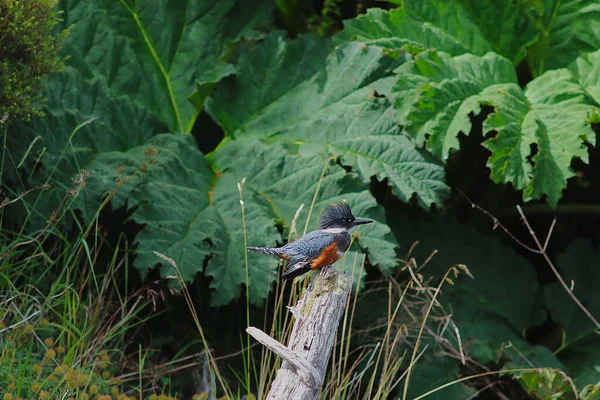 Rio Chepu 'da Kingfisher, Chiloe, Şili