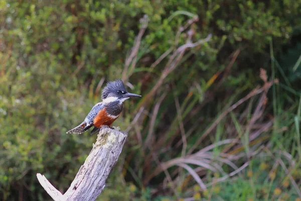 Kingfisher no Rio Chepu, Chiloe, Chile — Fotografia de Stock