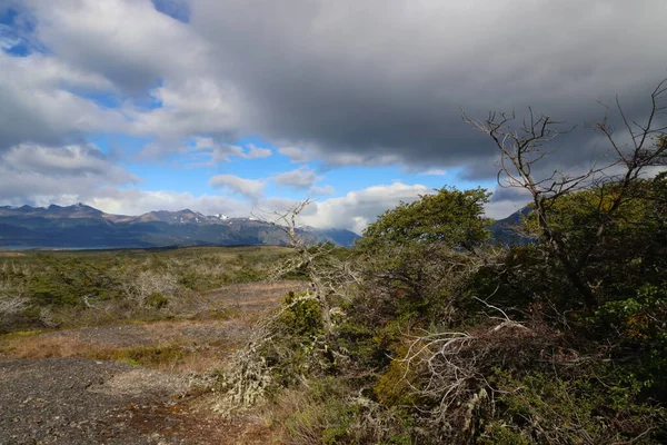 Vegetación típica de la Patagonia, Chile —  Fotos de Stock