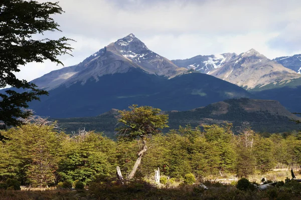 Typische Vegetation Patagoniens, Chile — Stockfoto